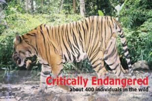 Harimau Sumatera Tersisa 400 Ekor saja