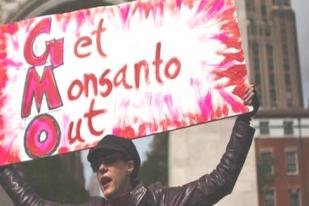 Monsanto Tarik Tanaman Rekayasa Genetik di Uni Eropa