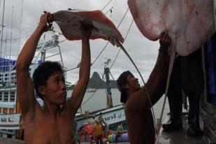 Jaring Pukat Meninggalkan Penderitaan bagi Nelayan