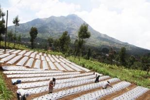 Indonesia Butuh Tambahan Lahan Pertanian 200.000 HA
