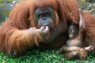 Bayi Orangutan Lahir di Taman Safari Prigen, Jawa Timur