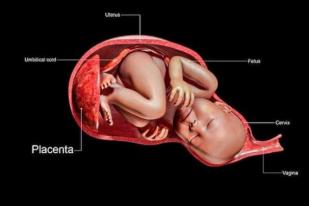 Peneliti: Tidak Ditemukan Efek COVID-19 pada Plasenta di Akhir Kehamilan