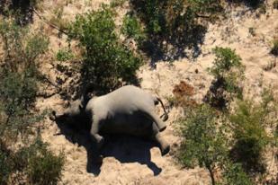 330 Gajah di Botswana Mati Karena Algae Beracun