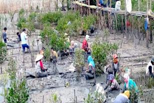 KLHK: Program Padat Karya Menananam Mangrove 15.000 Hektare