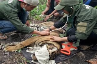 BKSDA Aceh Selamatkan Harimau Sumatera dari Jerat di Gayo Lues