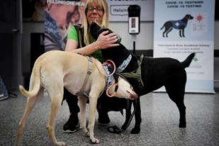 Peneliti: Anjing Dapat Mendeteksi Virus Corona dengan Akurat 