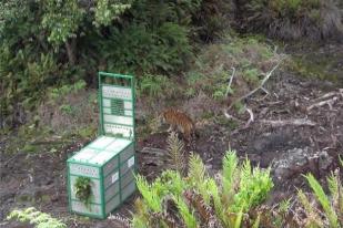 Sri Nabila, Seekor Harimau Sumatera Kembali ke Habitatnya