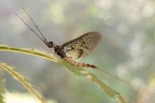 Lalat Capung Denmark Dipilih “Insect of The Year 2021”