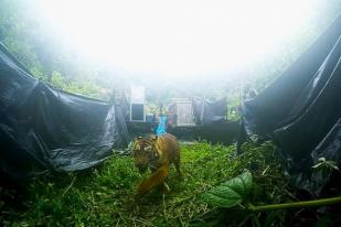 Sepasang Harimau Sumatera Dilepasliarkan di Sumatera Barat