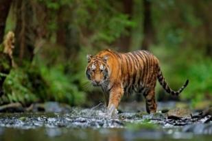 Dua Harimau Sumatera Kabur dari Kebun Binatang di Singkawang