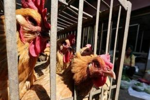 WHO: Risiko Klinis Penularan Flu Burung H5N8 ke Manusia Rendah