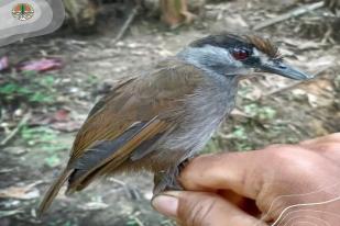 Dianggap Punah Selama 172 Tahun, Burung Pelanduk Kalimantan Ditemukan Kembali