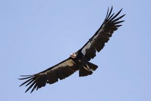 AS Lepasliarkan Burung Kondor California Pertama Setelah 100 Tahun