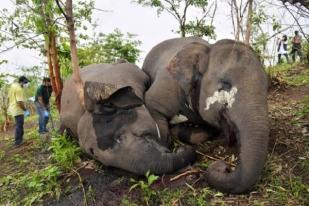 India: 18 Gajah Mati, Diduga Tersambar Petir