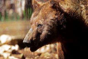 Beruang Coklat Suriah Dipindahkan dari Lebanon ke Amerika