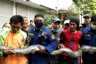 Ular Sanca Empat Meter Ditangkap di Jakarta Utara