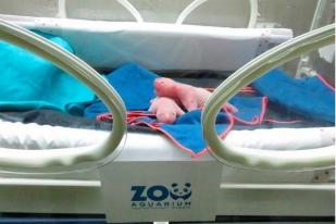Spanyol: Seekor Panda Melahirkan Bayi Kembar