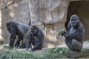 Beberapa Gorila di Kebun Binatang Atlanta Positif COVID-19