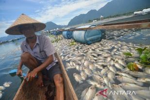 Sekitar 130 Ton Ikan mati di Danau Maninjau, Sumatera Barat