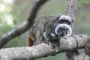 Monyet Kaisar Tamarin Dicuri dari Kebun Binatang Dallas