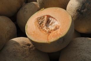 Terkontaminasi Salmonella, AS Sarankan Tidak Konsumsi Melon Yang Sudah Dibelah