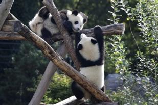 Panda Raksasa Yang Pertama Lahir di Jerman Dikirim Ke China