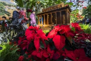 Tanaman Hias Natal, Poinsettia, Yang Sejarahnya Simpang Siur