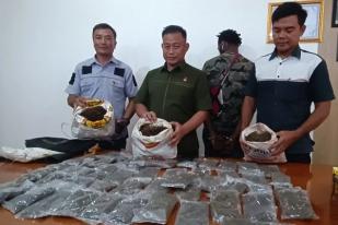 Polisi Tangkap Dua Warga PNG Bawa Ganja ke Jayapura