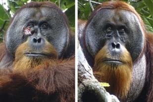 Peneliti: Orangutan Liar Gunakan Tanaman Obat untuk Mengobati Lukanya