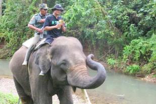 Kisah Penduduk Penyelamat Gajah Sumatera