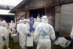Jepang Perintahkan Pemusnahan Unggas Akibat Flu Burung