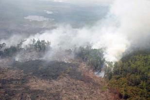 11.000 Ha Hutan Bengkalis Musnah Akibat Kebakaran