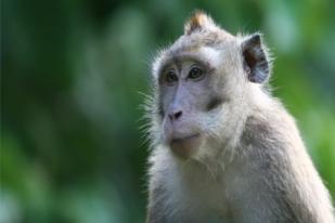 Monyet Ekor Panjang, si Pengamen Jalanan