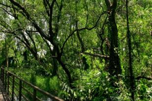 Bakau Kecil Penyokong Hutan Mangrove di Kepulauan Seribu 