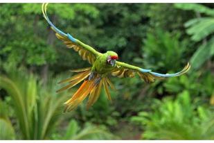 AS Masukkan Burung Macaw dalam Daftar Spesies Terancam Punah