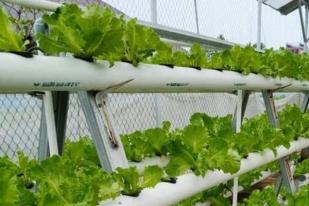 Bertanam Sayuran Solusi Tetap Aman Saat Wabah COVID-19