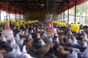 Kenaikan Ayam Diduga Ada Permainan Peternak Besar