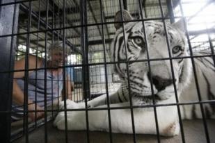 Enam Harimau Mati Akibat  Wabah Distamper di Suaka Margasatwa AS