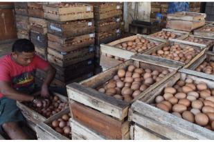 Harga Telur Ayam Ras Ambon Meningkat, Pedagang Takut Merugi