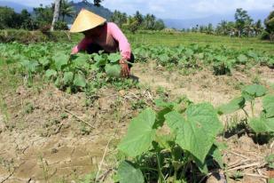 Lahan Pertanian Di Sukabumi Terancam Kekeringan