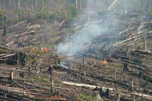 Polda Riau Tetapkan 62 Tersangka Pembakar Hutan