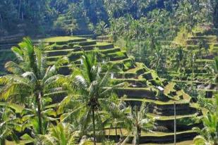 Pengamat: Pariwisata Bali Korbankan Pertanian