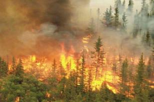 BNPB: Kebakaran Hutan Berpotensi di Sembilan Provinsi