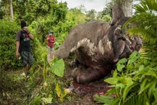 Gajah Sumatera Ditemukan Mati Tanpa Gading