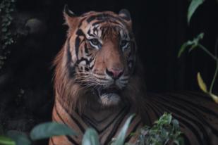 Forum HarimauKita Dorong Pemerintah Proses Hukum Pencuri Gaharu yang Diserang Harimau
