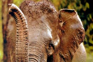 Hari Gajah se-Dunia Upaya Menyelamatkan dari Kepunahan