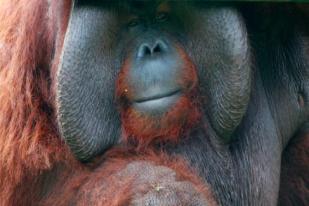 Hari Orangutan se-Dunia Upaya Menyelamatkan dari Kepunahan