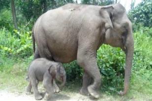 Seekor Gajah Sumatera Lahir Dengan Selamat di Taman Nasional Tesso Nilo