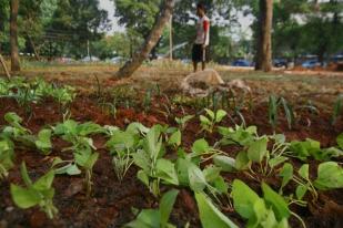 Taman Kota Mataram Sudah Mulai Ditanami