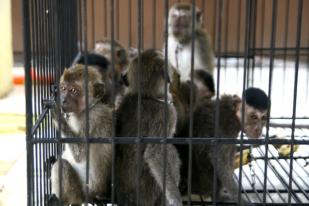Monyet Hasil Razia Dicek Fisik Sebelum Dikarantina